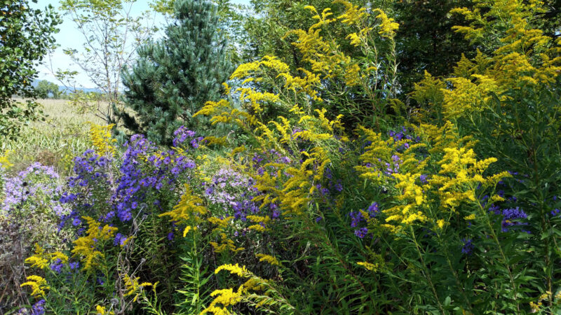 Using the Native Plants of North America Database